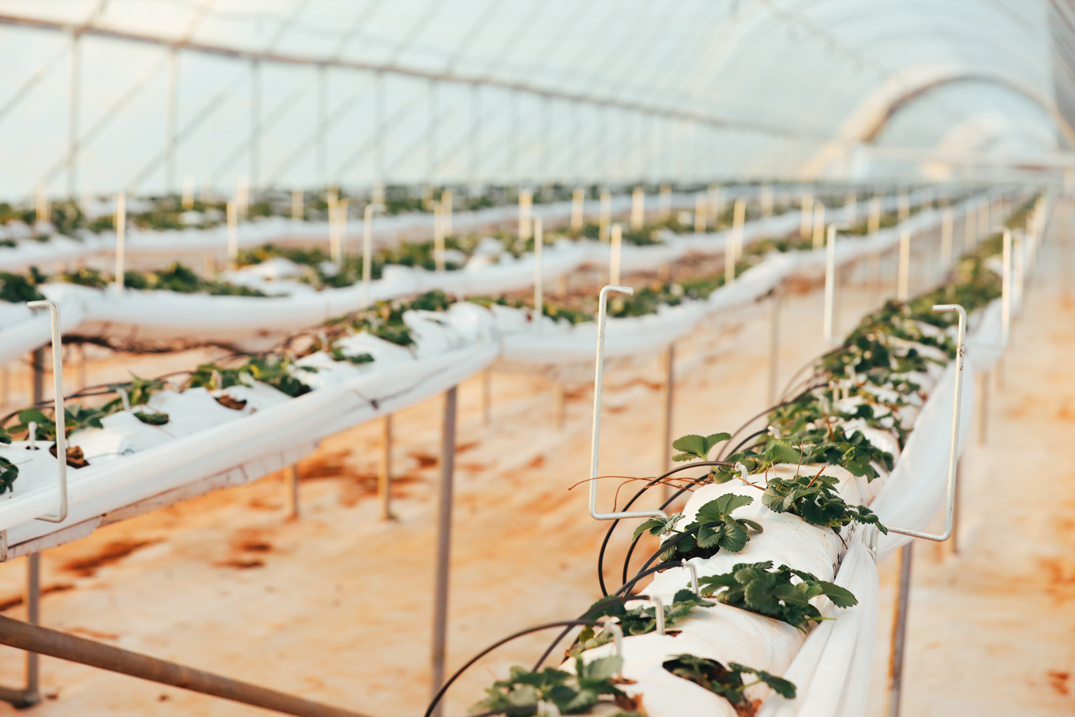 Strawberry farm